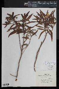 Ludwigia grandiflora image