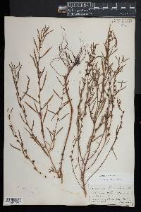 Ludwigia linearis image