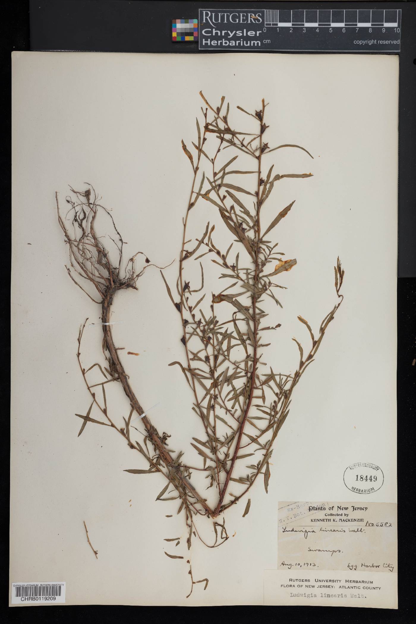 Ludwigia linearis image