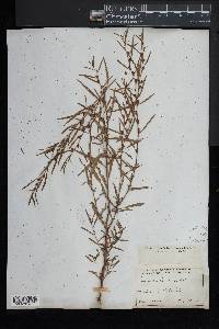 Ludwigia linearis image