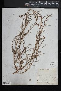 Ludwigia linearis image