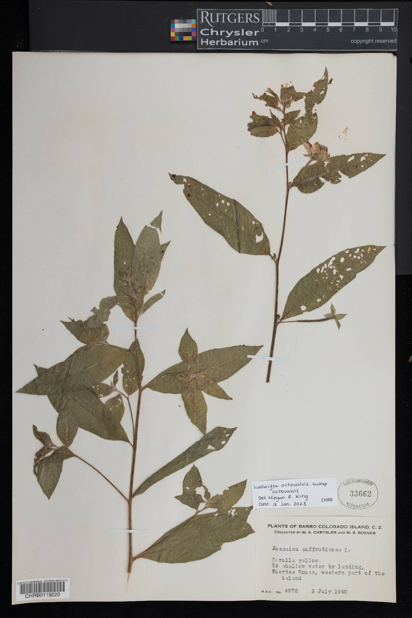 Ludwigia octovalvis subsp. octovalvis image