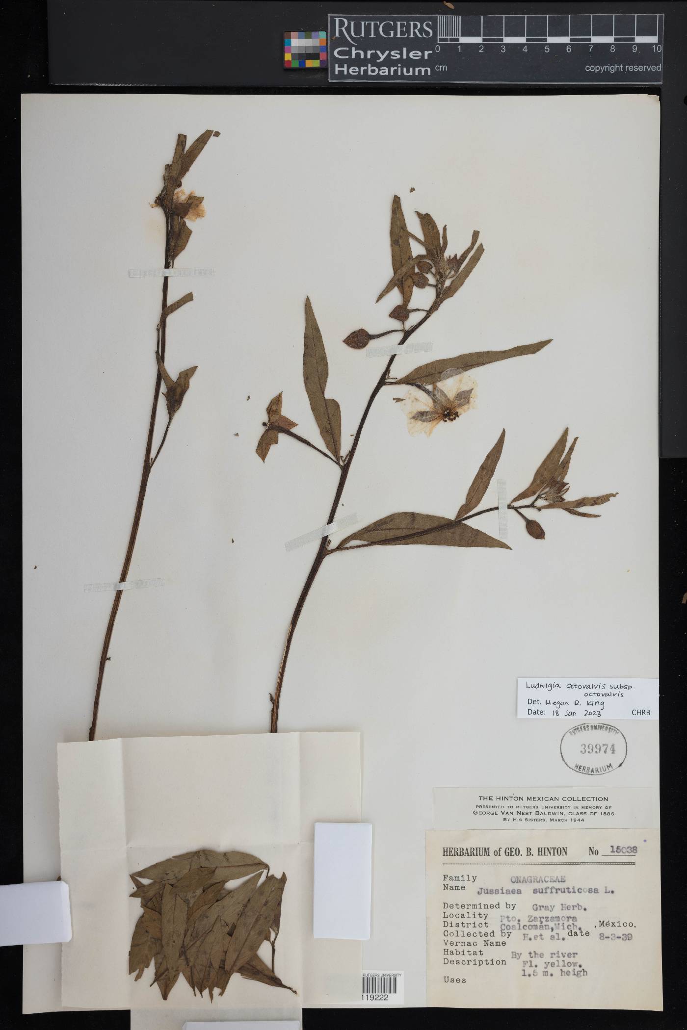 Ludwigia octovalvis subsp. octovalvis image