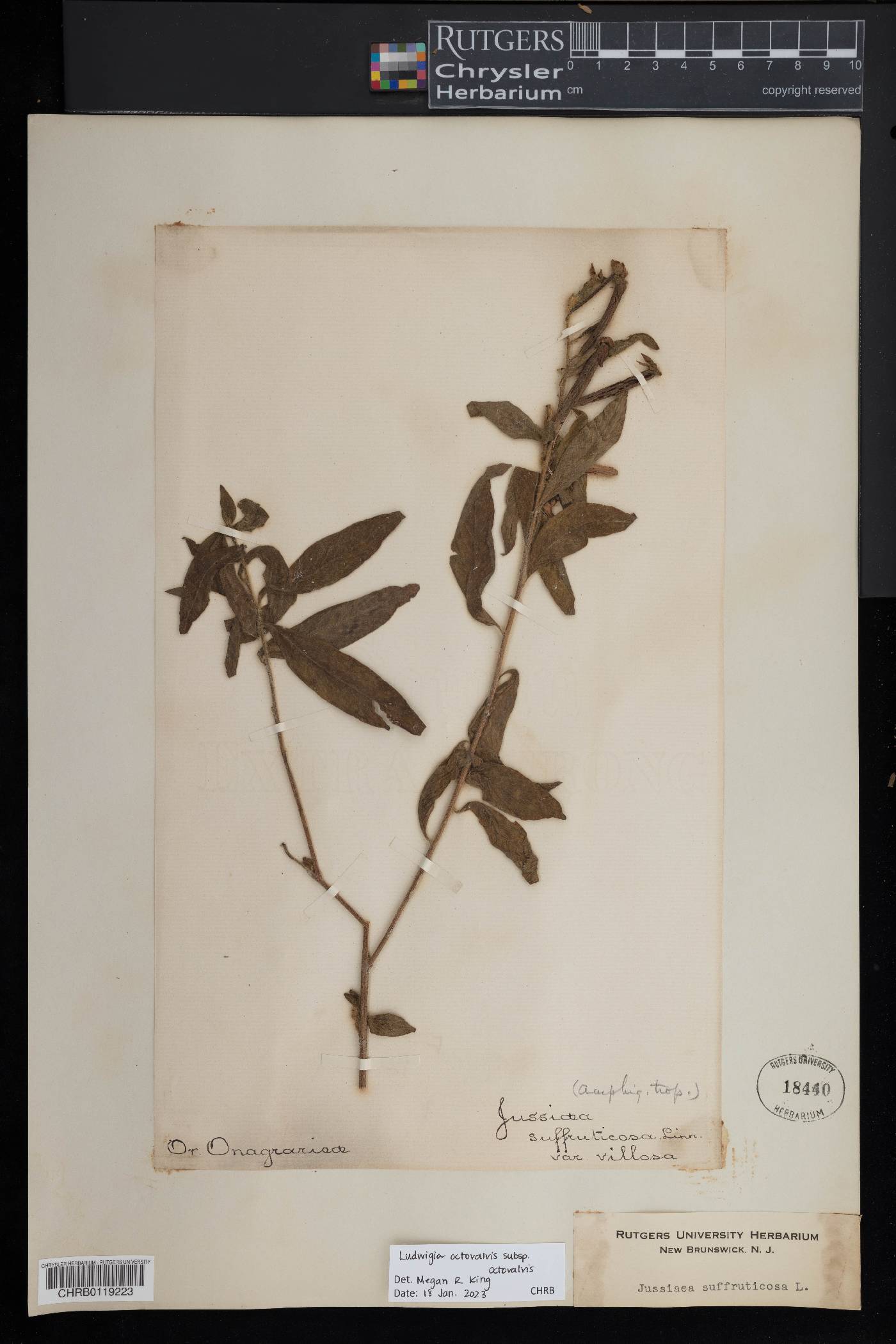 Ludwigia octovalvis subsp. octovalvis image