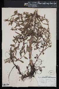 Ludwigia sphaerocarpa image