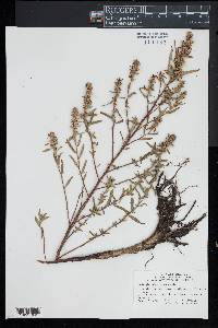 Ludwigia sphaerocarpa image