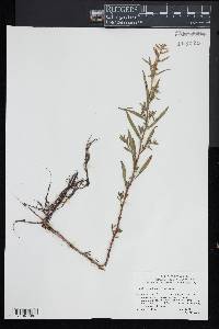 Ludwigia sphaerocarpa image