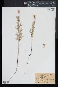 Oenothera humifusa image