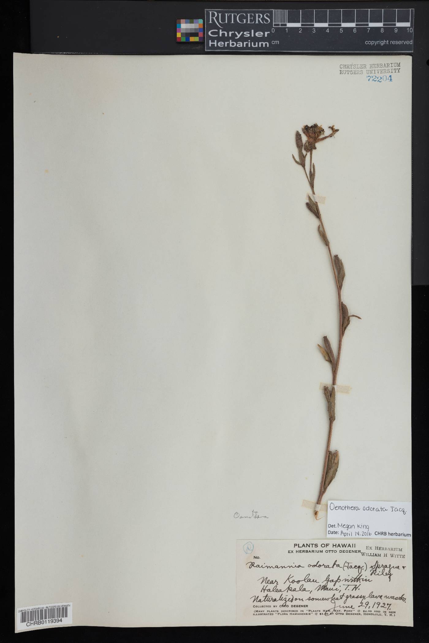 Oenothera odorata image