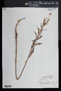 Oenothera parviflora image