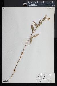 Oenothera parviflora image