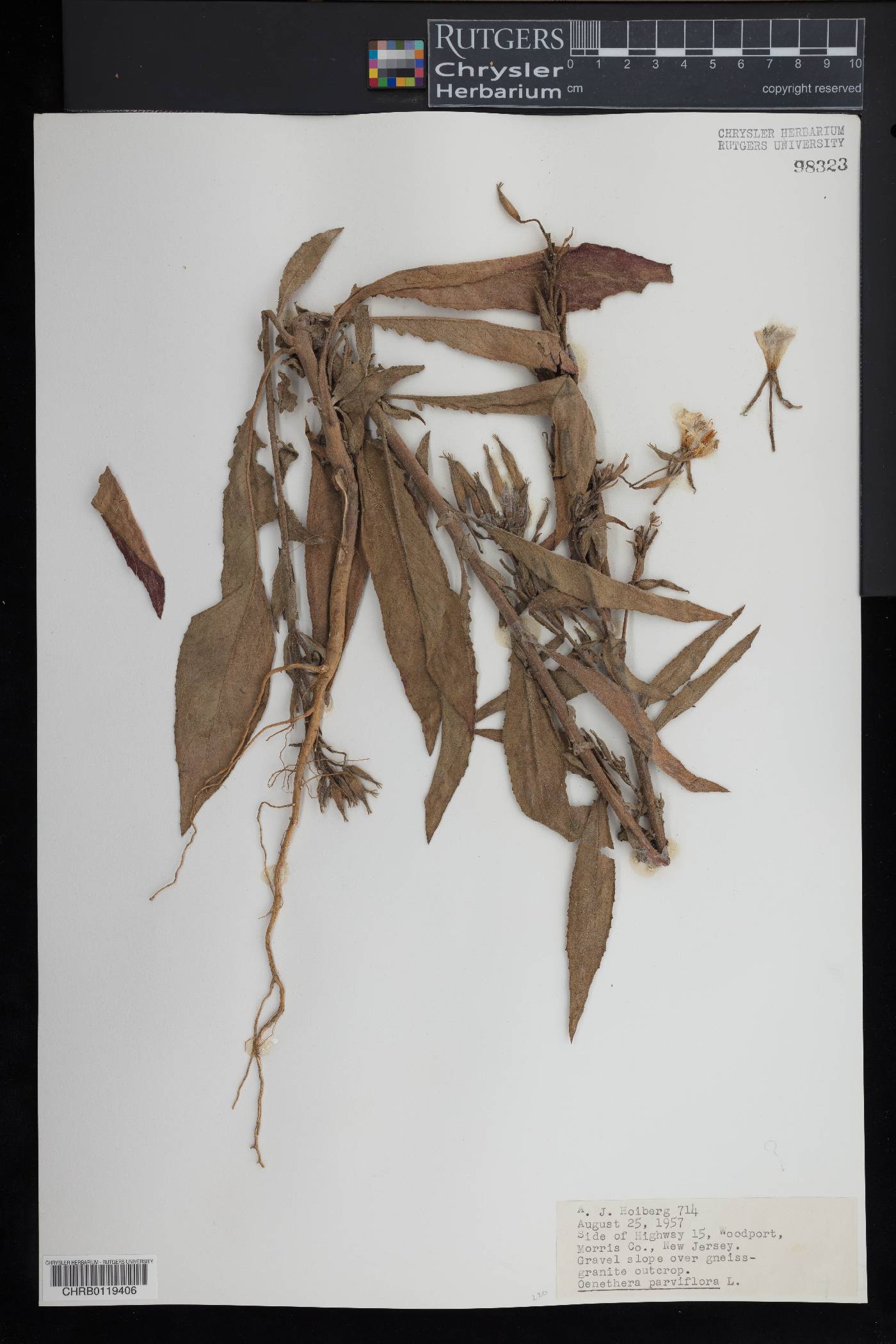 Oenothera parviflora image