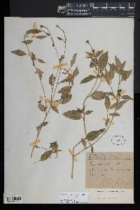 Oenothera rosea image