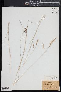 Festuca rubra image