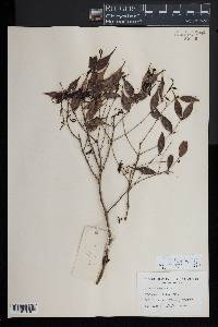 Image of Syzygium antisepticum
