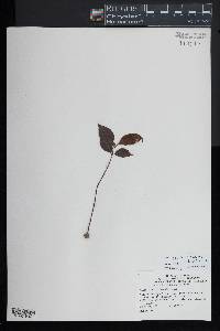 Image of Syzygium carolinensis
