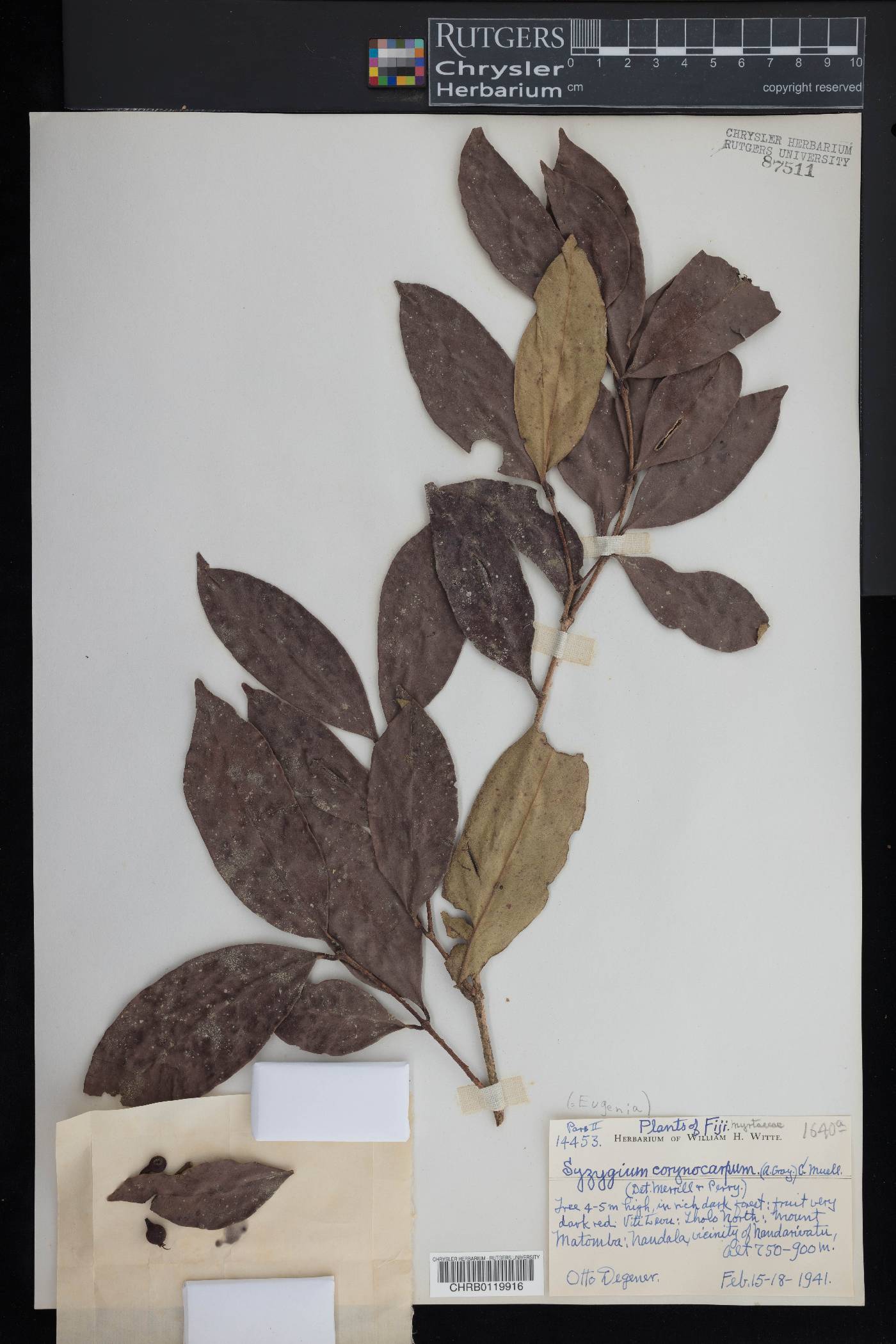 Syzygium corynocarpum image