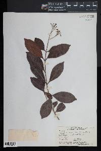 Syzygium effusum image