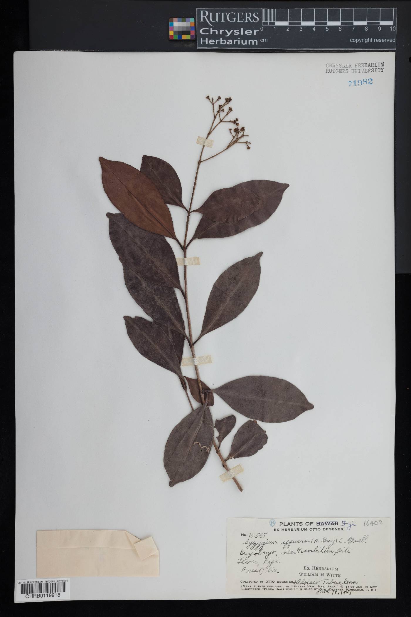 Syzygium effusum image