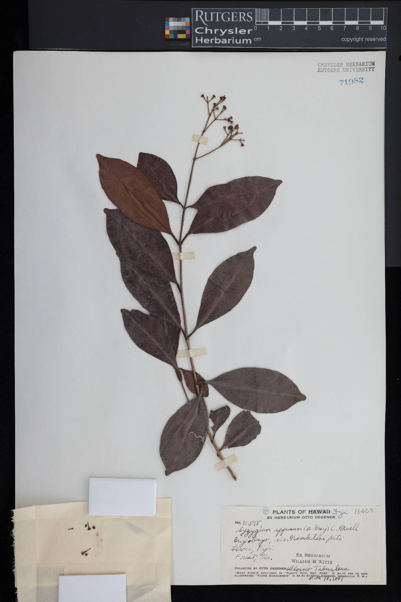 Syzygium effusum image