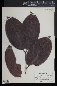 Syzygium grande image