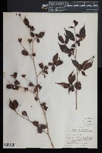 Blakea anomala image