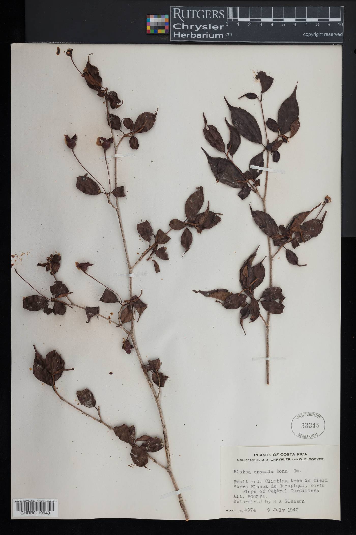 Blakea anomala image