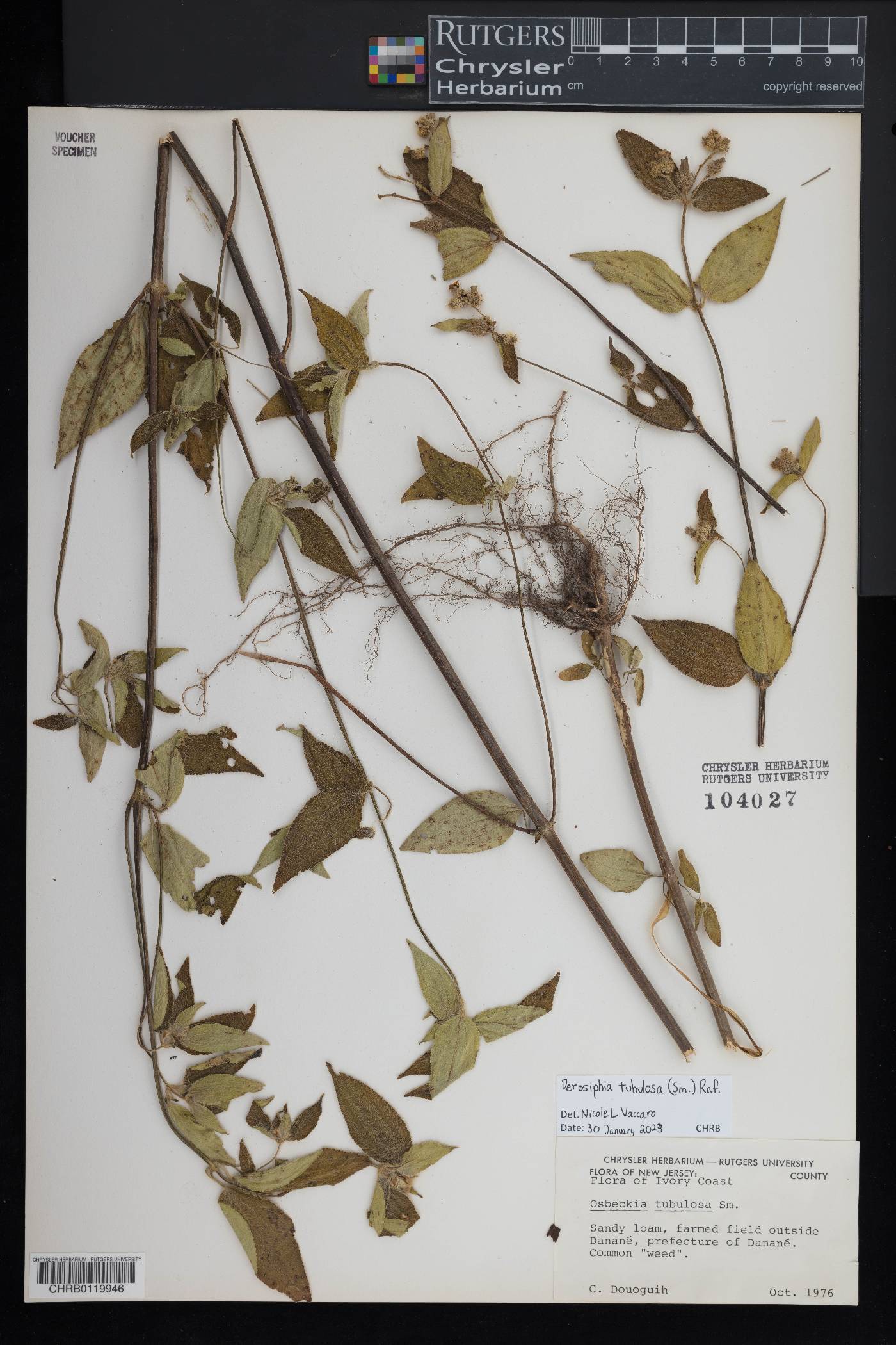 Derosiphia tubulosa image