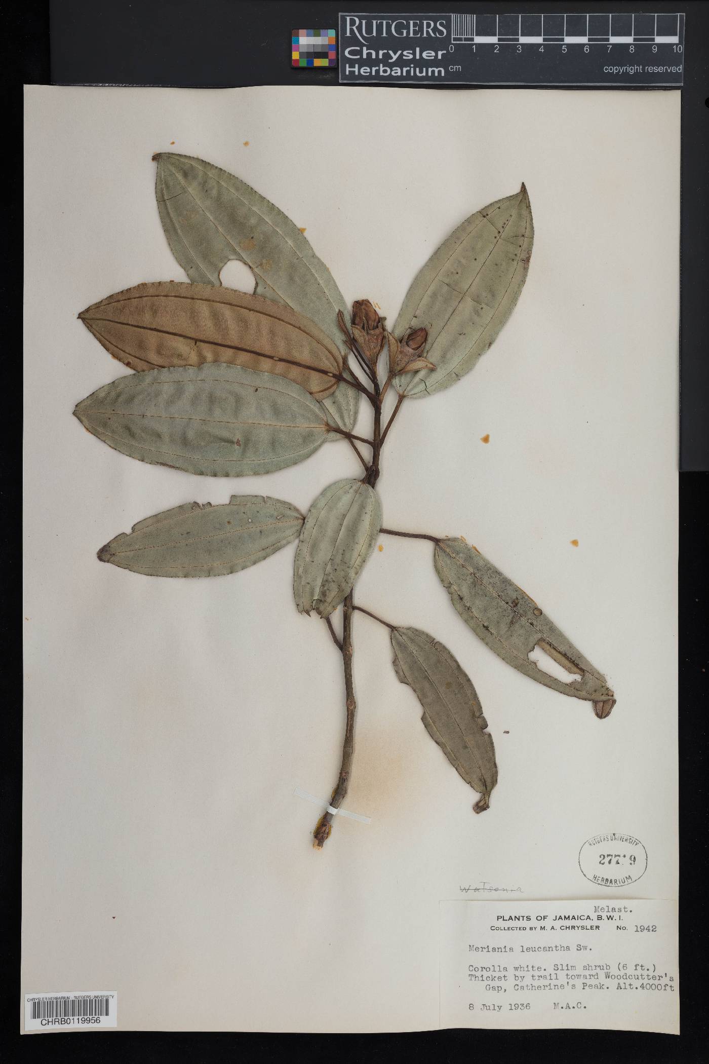 Meriania leucantha image