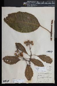 Conostegia macrantha image