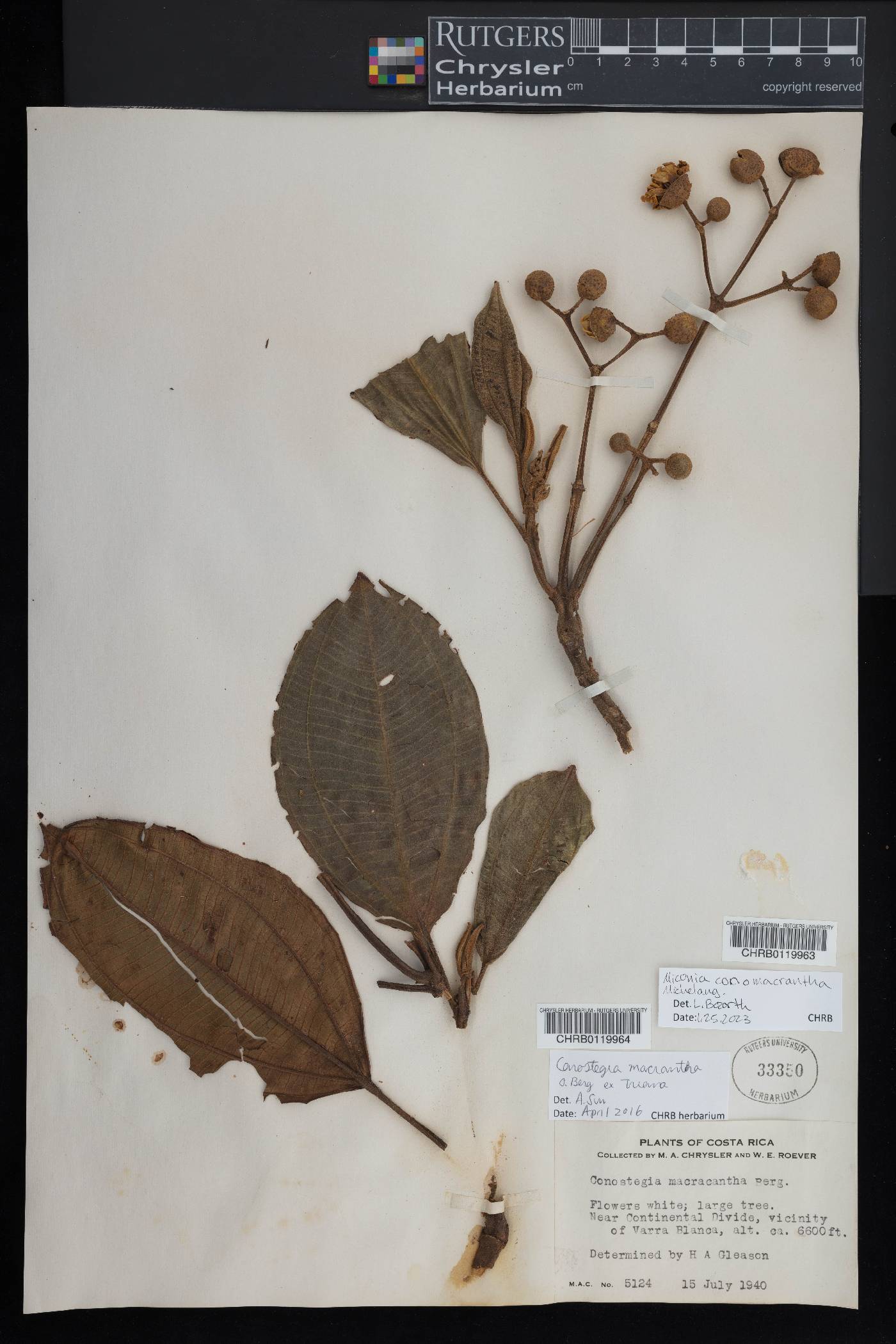 Conostegia macrantha image