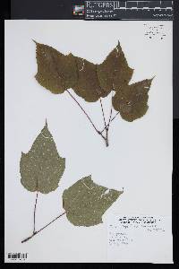 Acer capillipes image