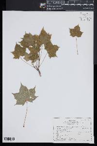 Acer cappadocicum subsp. cappadocicum image