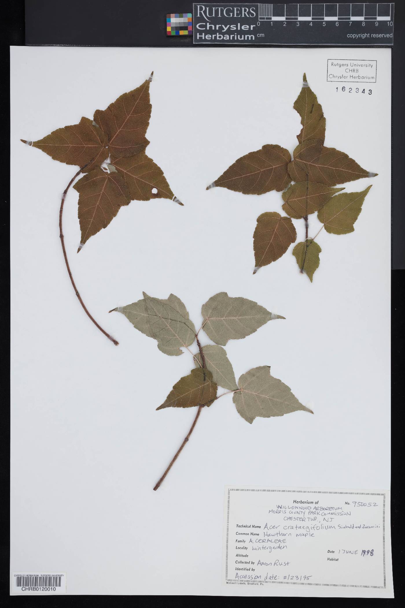 Acer crataegifolium image