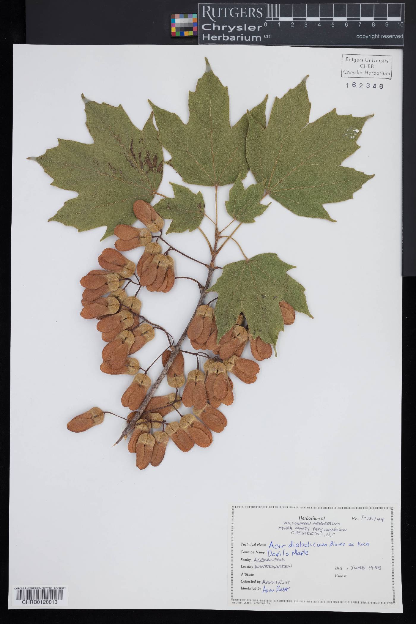 Acer diabolicum image