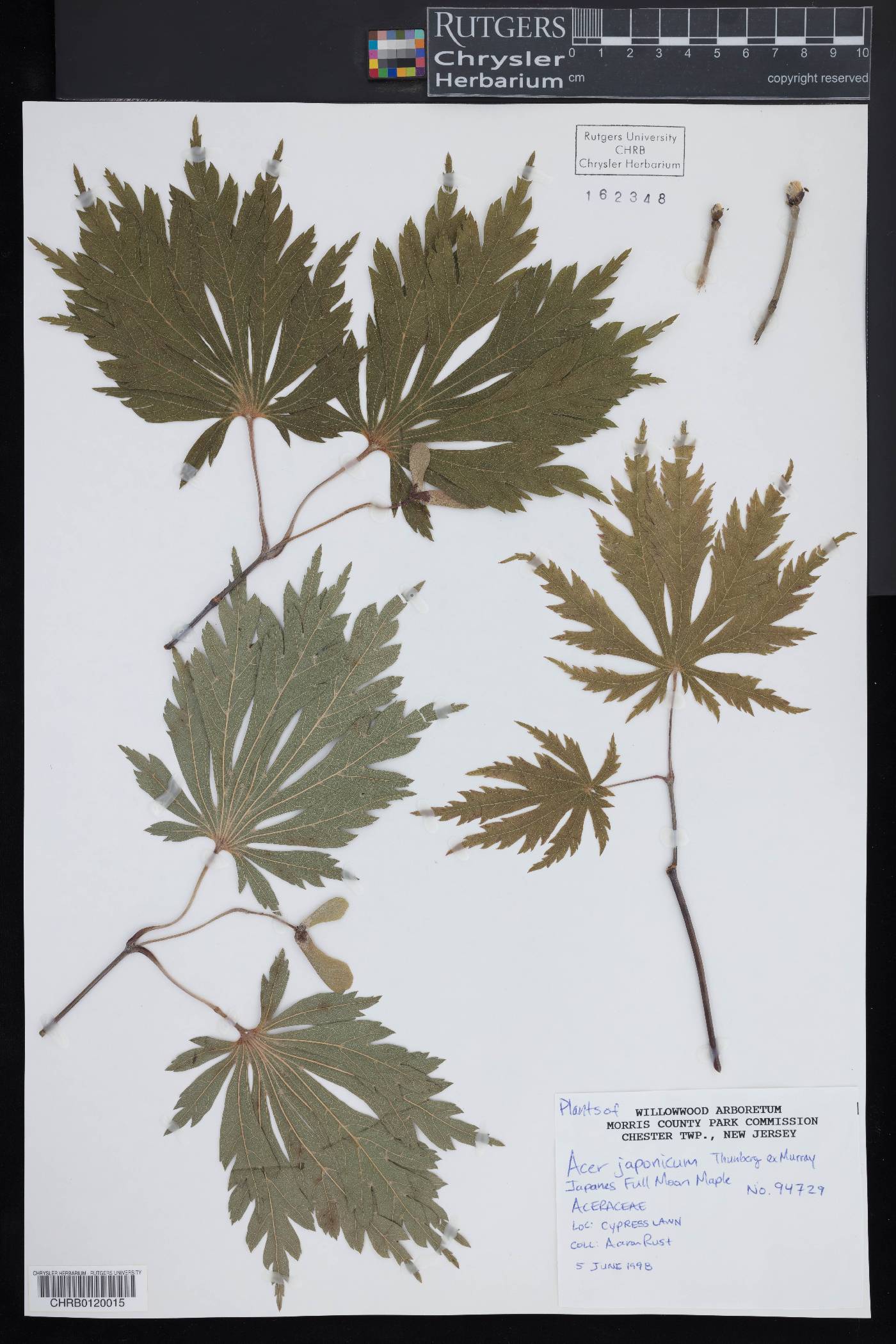 Acer japonicum image