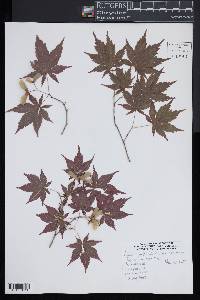 Acer japonicum image