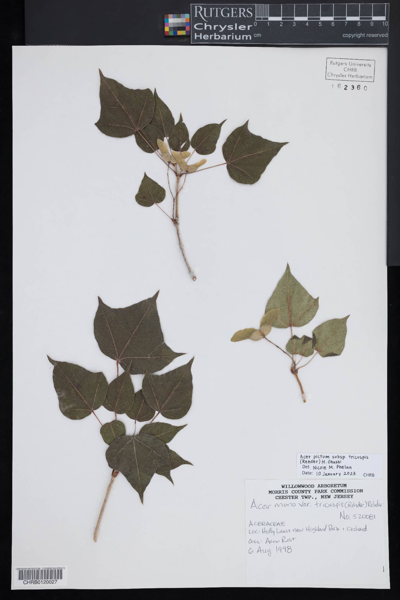 Acer pictum subsp. tricuspis image