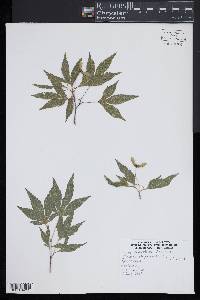 Acer palmatum image