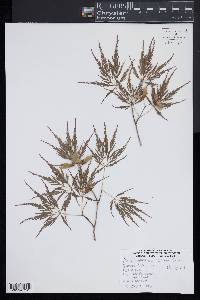 Acer palmatum image