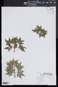 Acer palmatum image