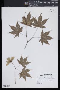 Acer palmatum image