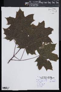 Acer platanoides image