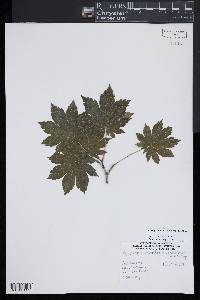 Acer pseudosieboldianum image