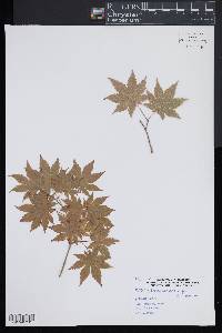 Acer sieboldianum image