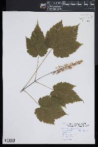 Acer spicatum image