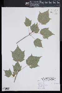 Acer tegmentosum image