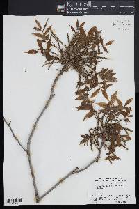 Carya pallida image