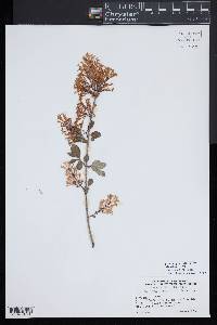 Syringa pubescens image