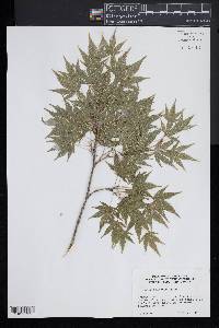 Acer palmatum image